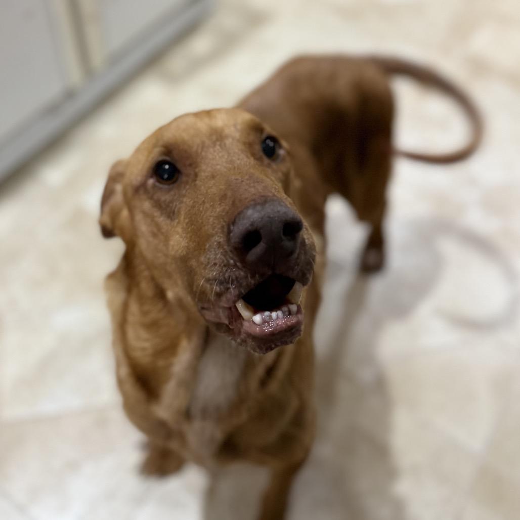 Enlarge Beau, a Adoptable mixed breed in Avon, OH image 3/5