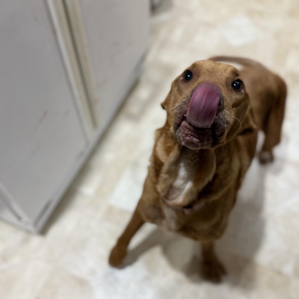 Enlarge Beau, a Adoptable mixed breed in Avon, OH image 4/5