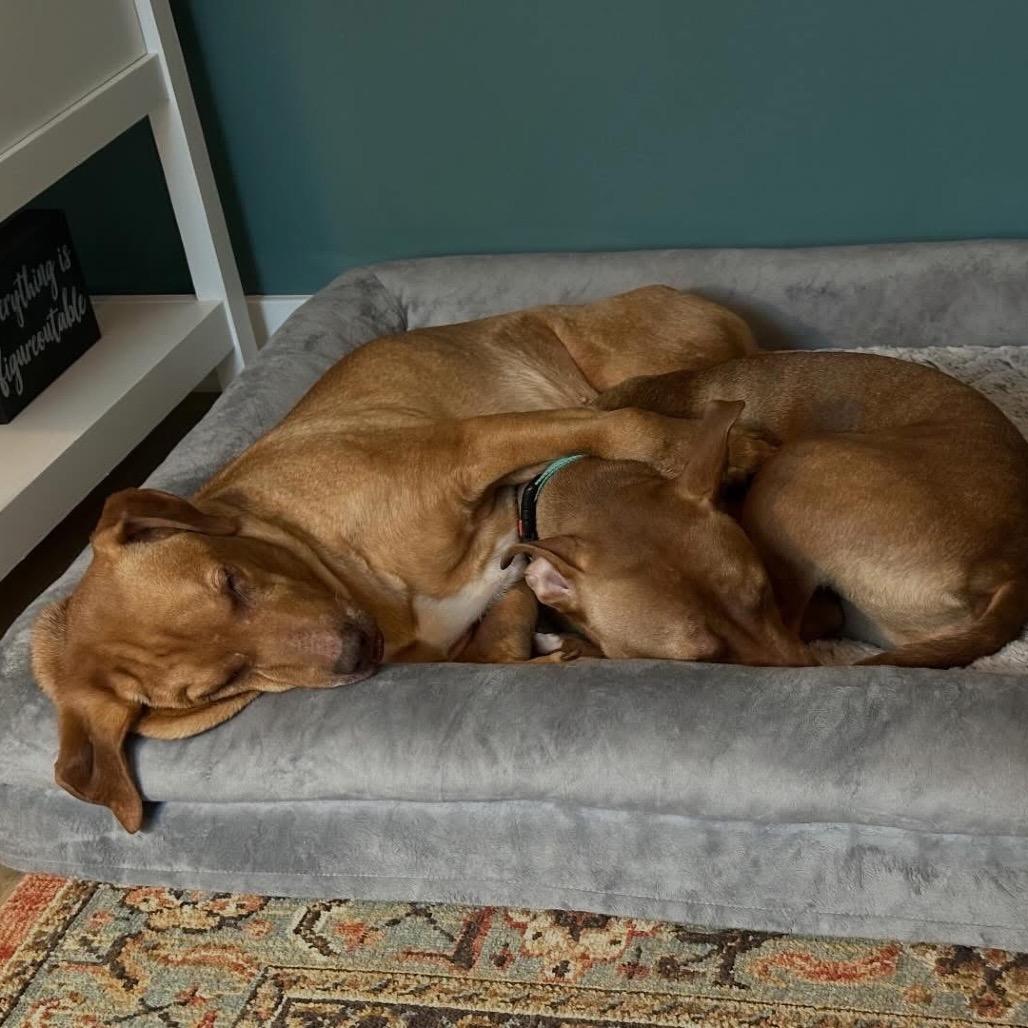 Enlarge Beau, a Adoptable mixed breed in Avon, OH image 3/6