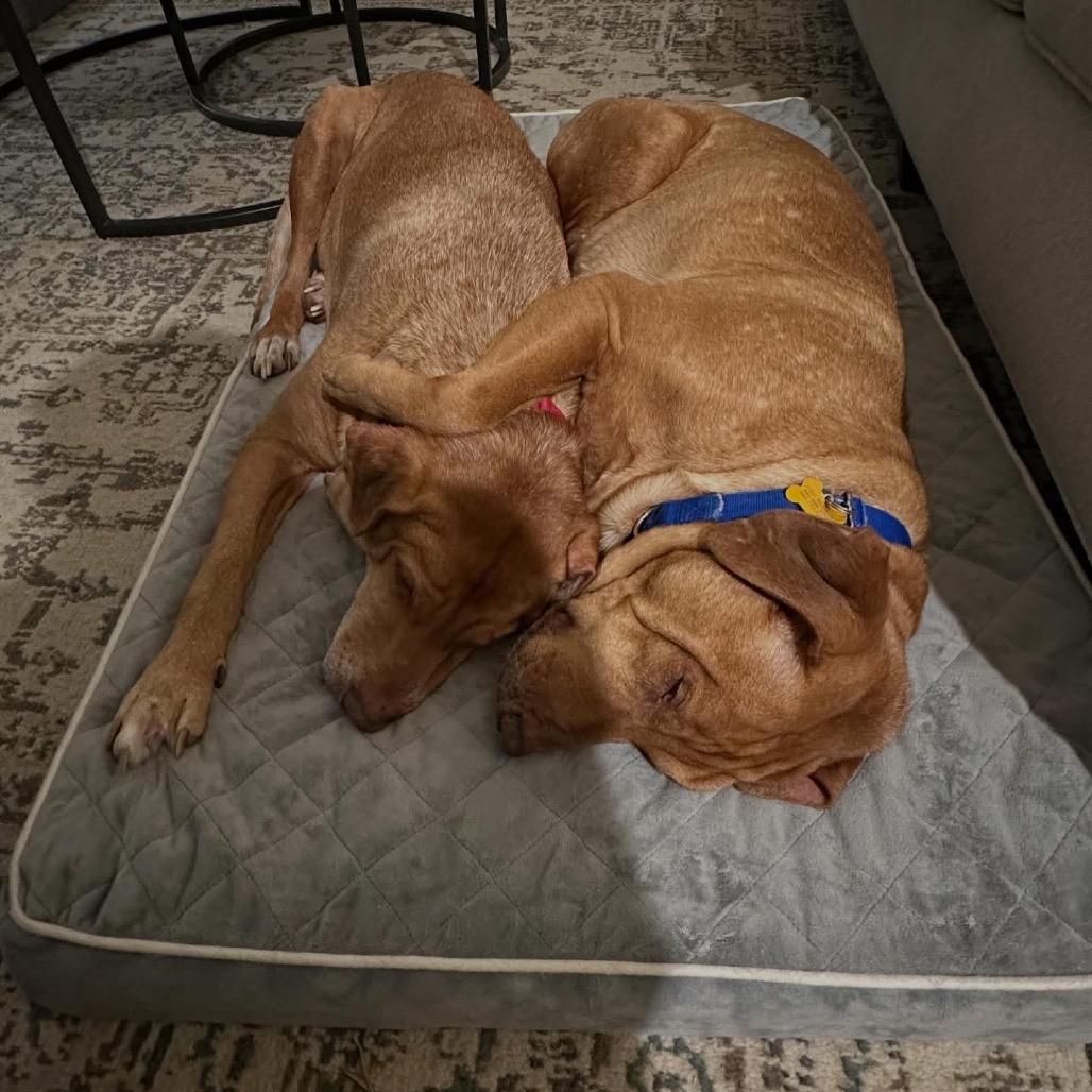 Enlarge Beau, a Adoptable mixed breed in Avon, OH image 5/6