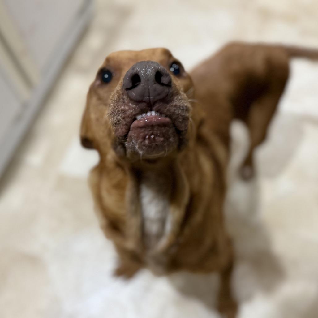 Enlarge Beau, a Adoptable mixed breed in Avon, OH image 5/5