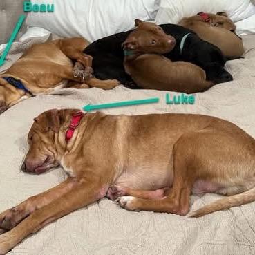 Enlarge Beau, a Adoptable mixed breed in Avon, OH image 4/6