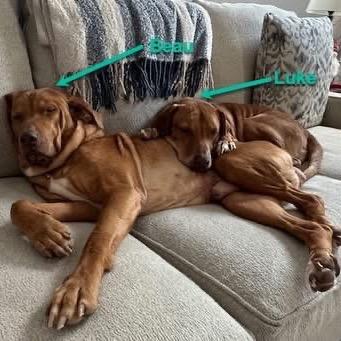 Beau, a Adoptable mixed breed in Avon, OH image 6/6