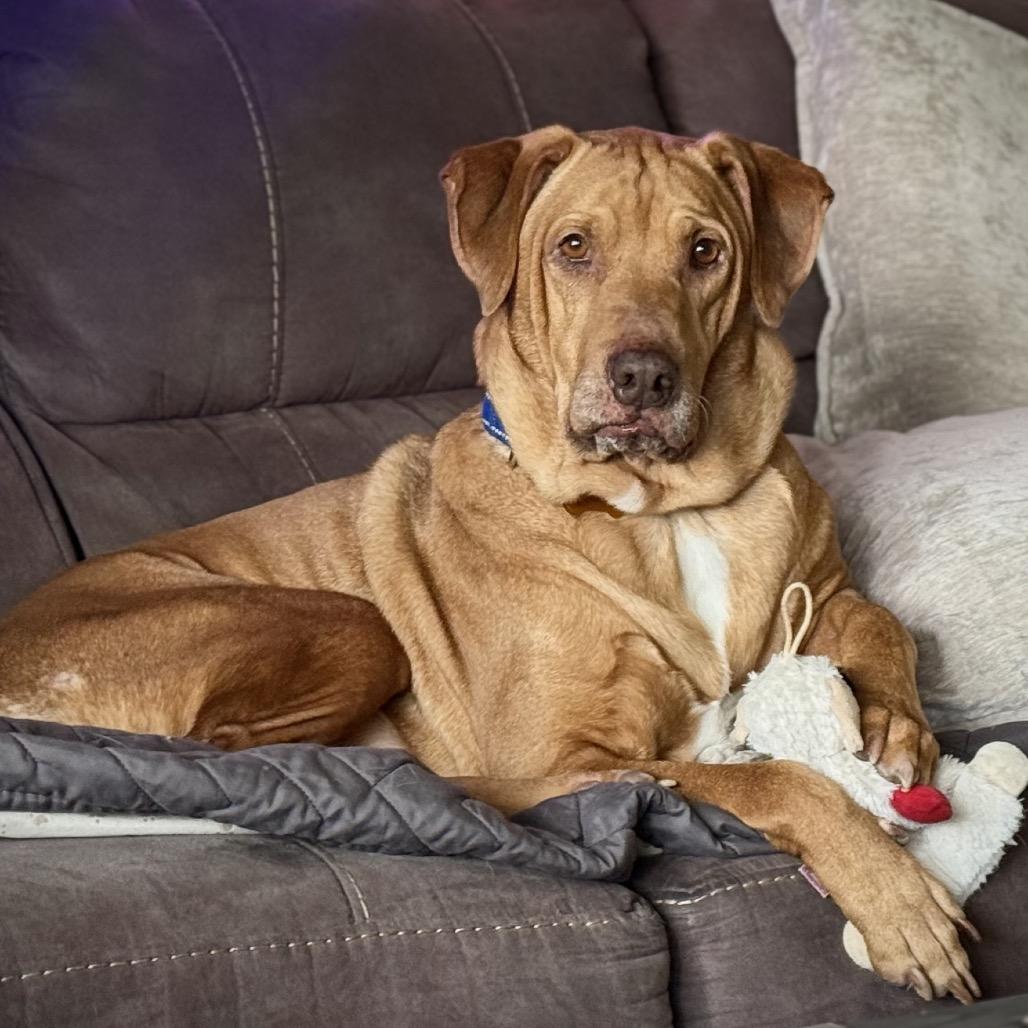 Enlarge Beau, a Adoptable mixed breed in Avon, OH image 5/6