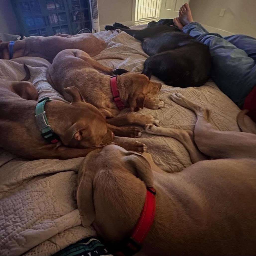 Enlarge Beau, a Adoptable mixed breed in Avon, OH image 6/6