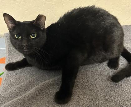 Atchy, Adoptable, Adult Female Domestic Short Hair & Domestic Short Hair.