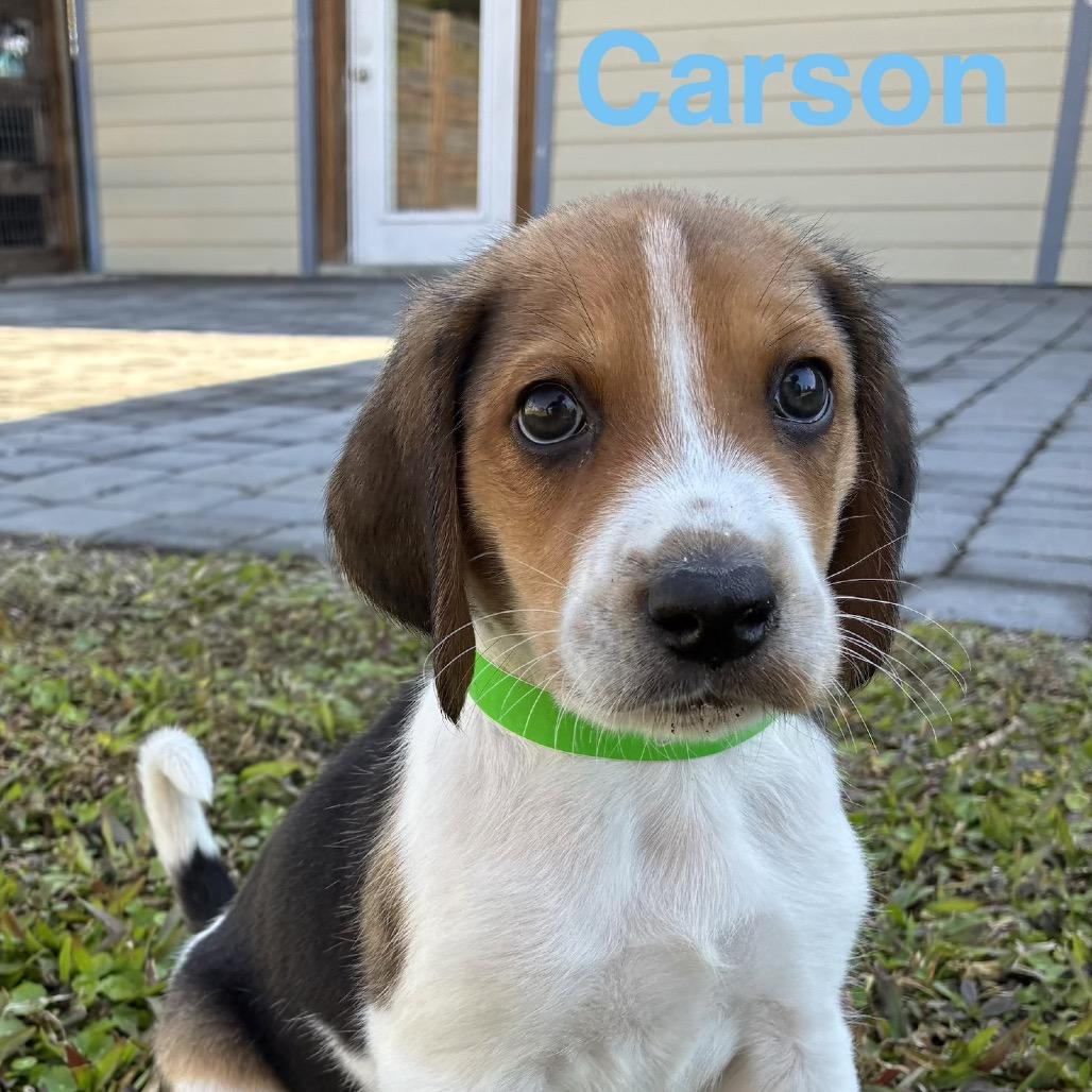 CARSON, a Adoptable Treeing Walker Coonhound in Wellington, FL image 1/5