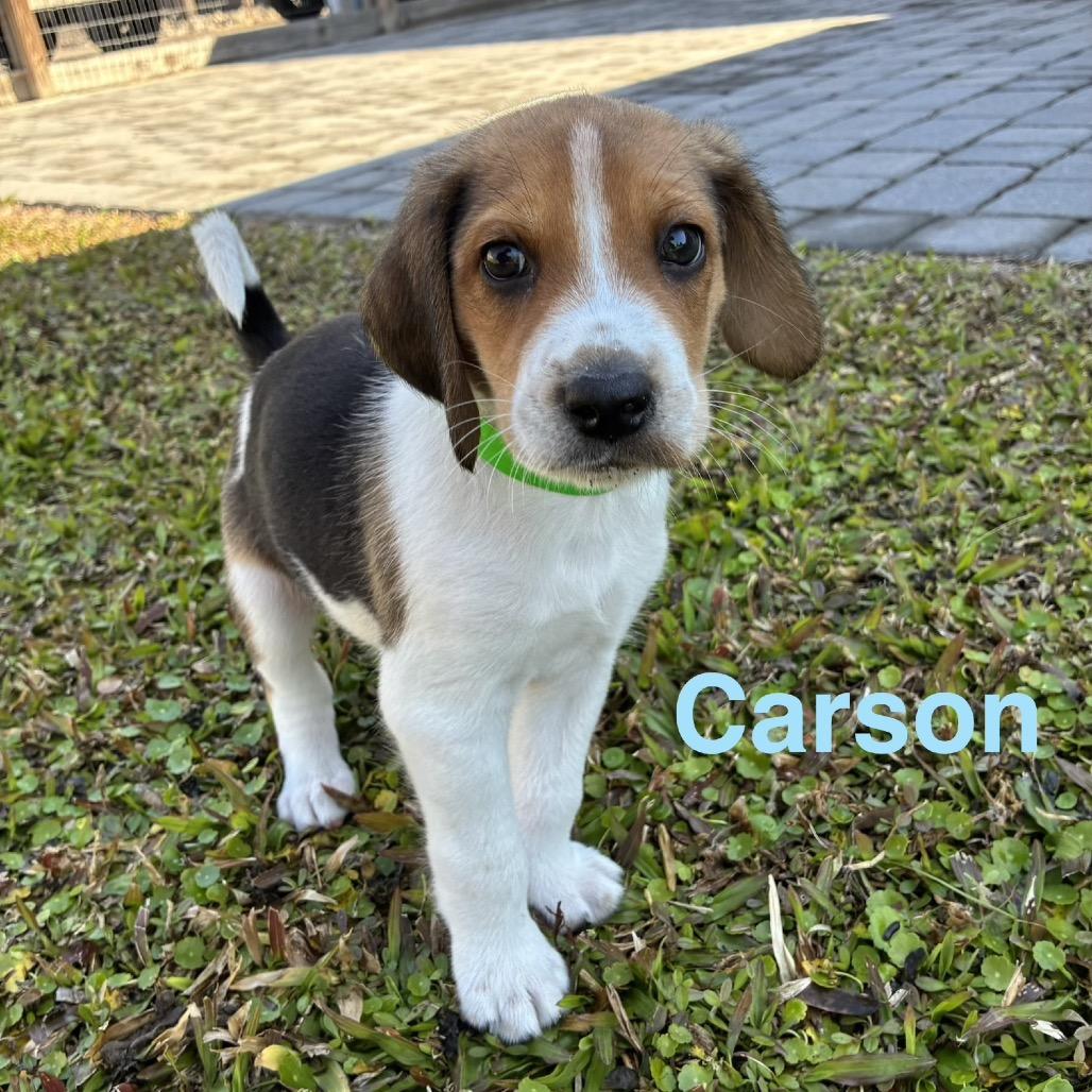 CARSON, a Adoptable Treeing Walker Coonhound in Wellington, FL image 2/5
