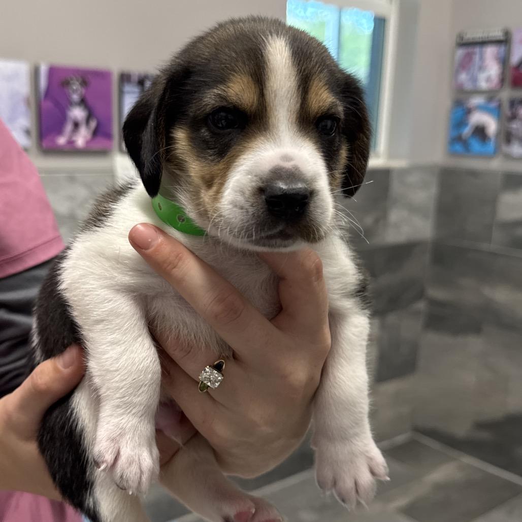 CARSON, a Adoptable Treeing Walker Coonhound in Wellington, FL image 3/5