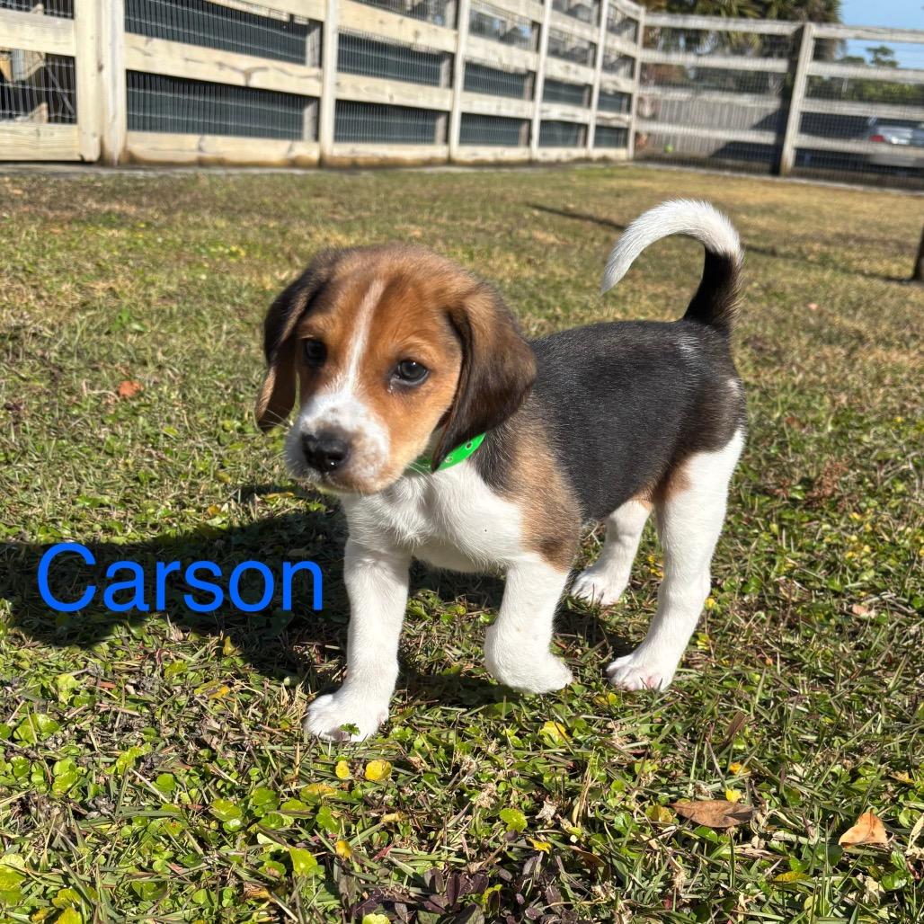 CARSON, a Adoptable Treeing Walker Coonhound in Wellington, FL image 4/5