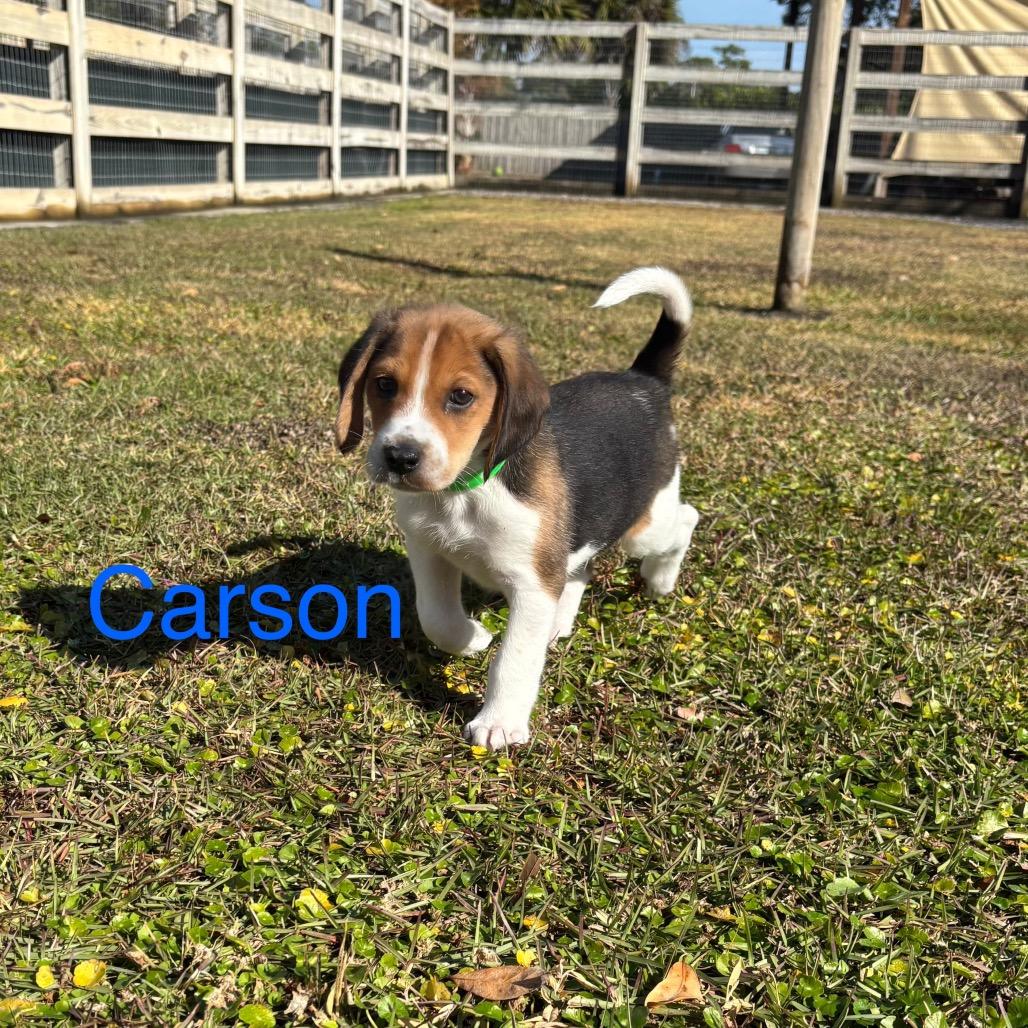 CARSON, a Adoptable Treeing Walker Coonhound in Wellington, FL image 5/5
