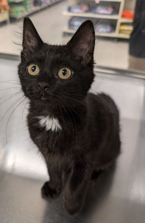 Cat for adoption Blackberry, a Domestic Medium Hair in North