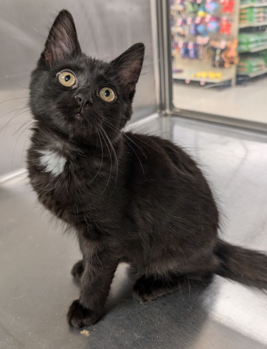 Cat for adoption Blackberry, a Domestic Medium Hair in North