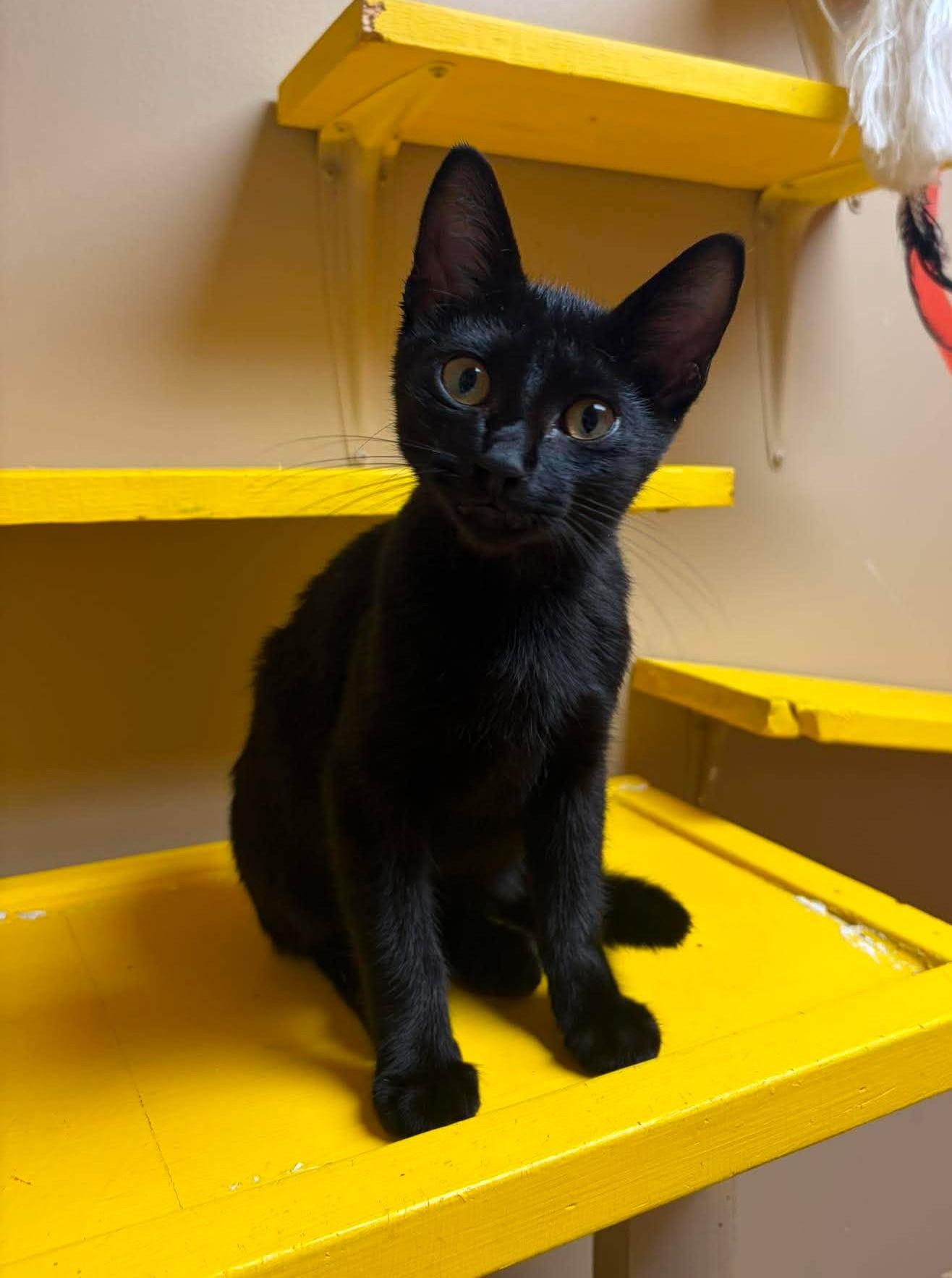 Luke, adopted, Kitten Male Domestic Short Hair.
