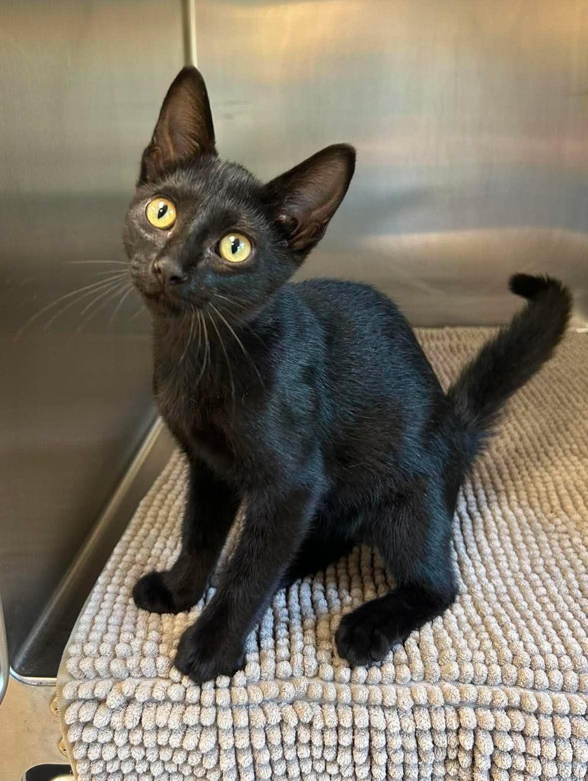 Luke, an adopted mixed breed in Maryville, MO image 3/3