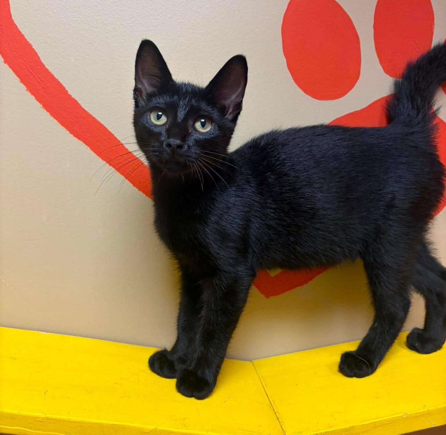 Luke, an adopted mixed breed in Maryville, MO image 2/3