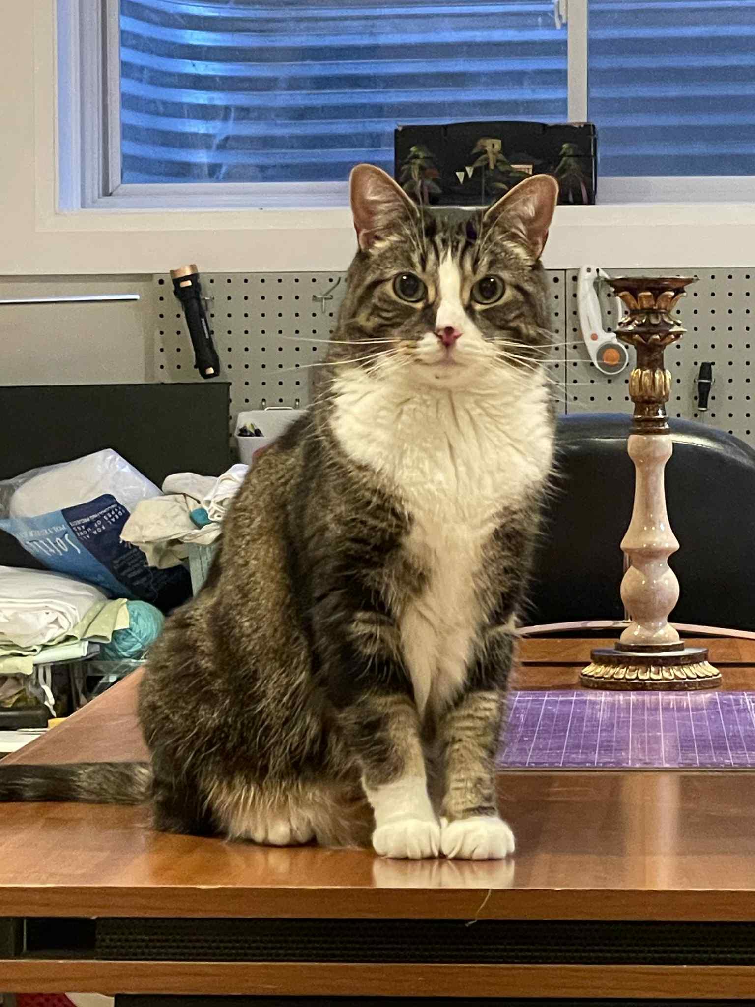 Enlarge Midas, a Adoptable Tabby in Orleans, ON image 2/3