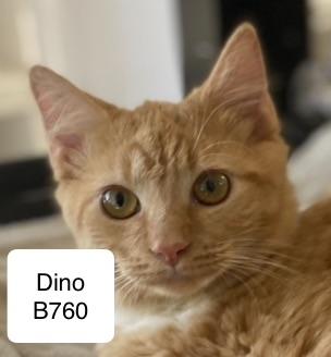 Dino