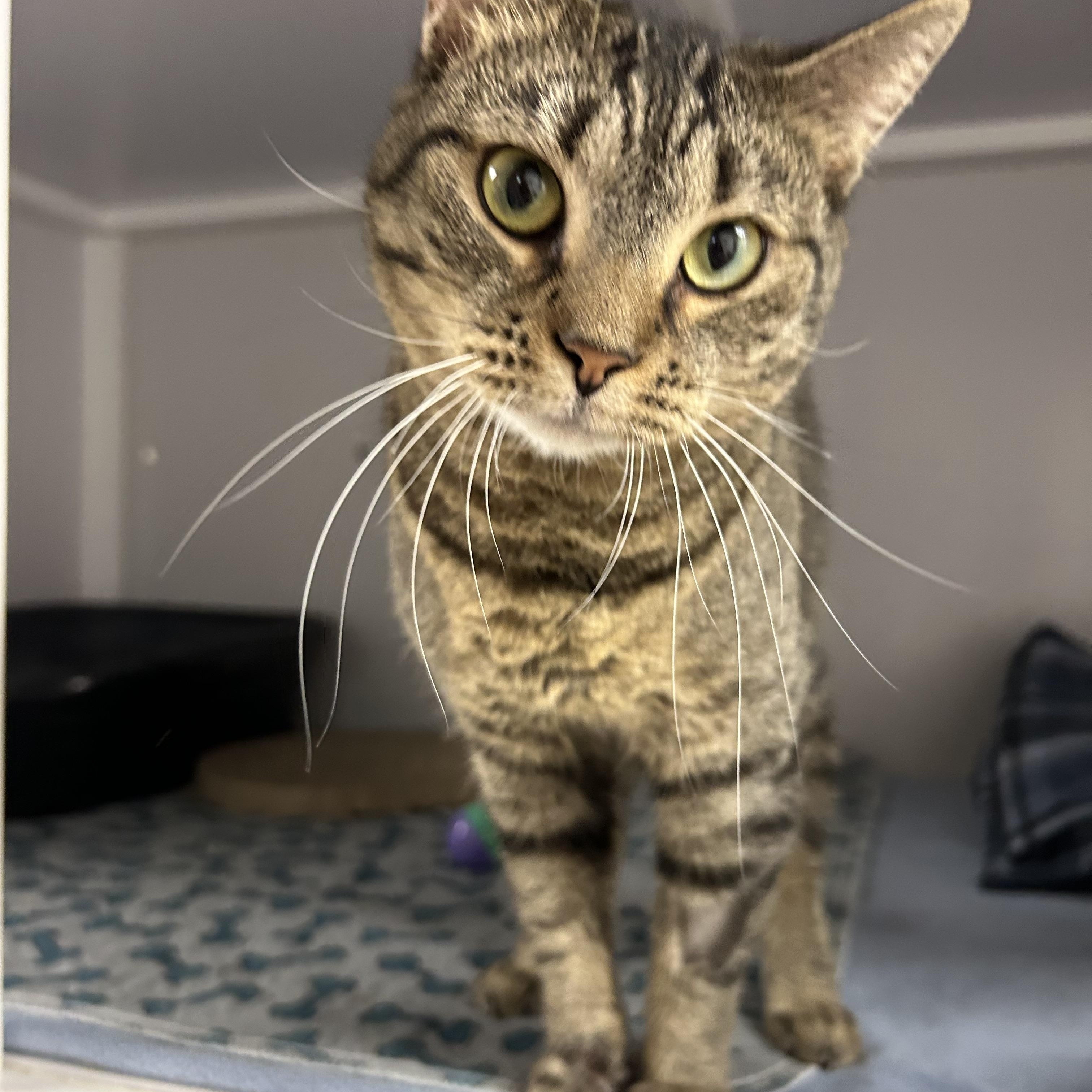 Azole, Adoptable, Adult Female Domestic Short Hair.