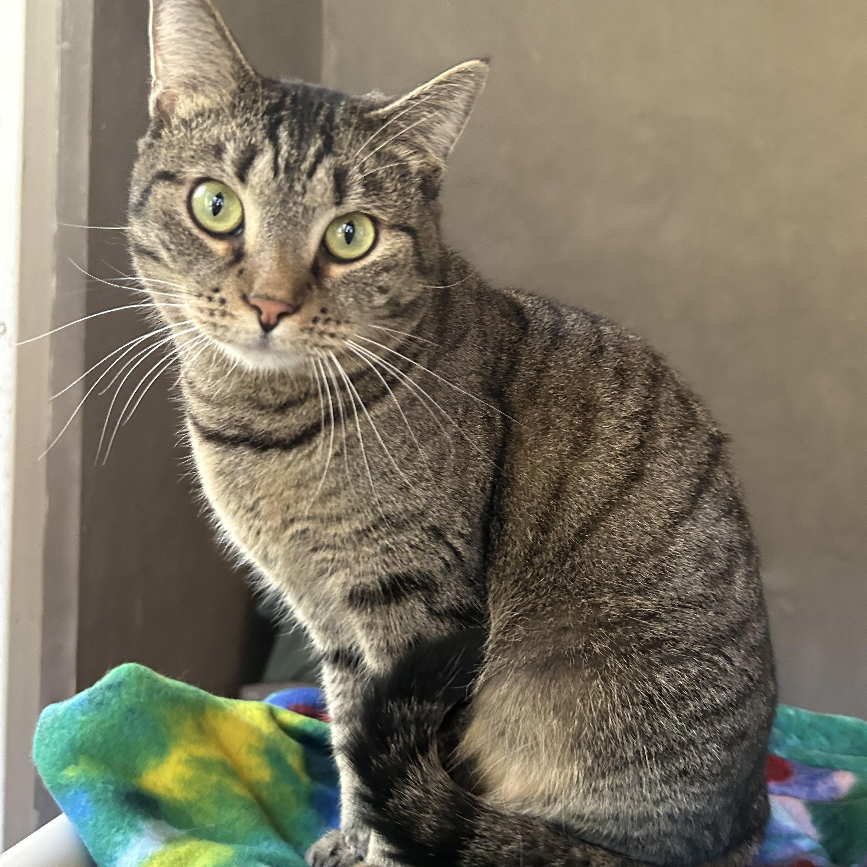 Azole, a Adoptable Domestic Short Hair in White Oak, PA image 2/6