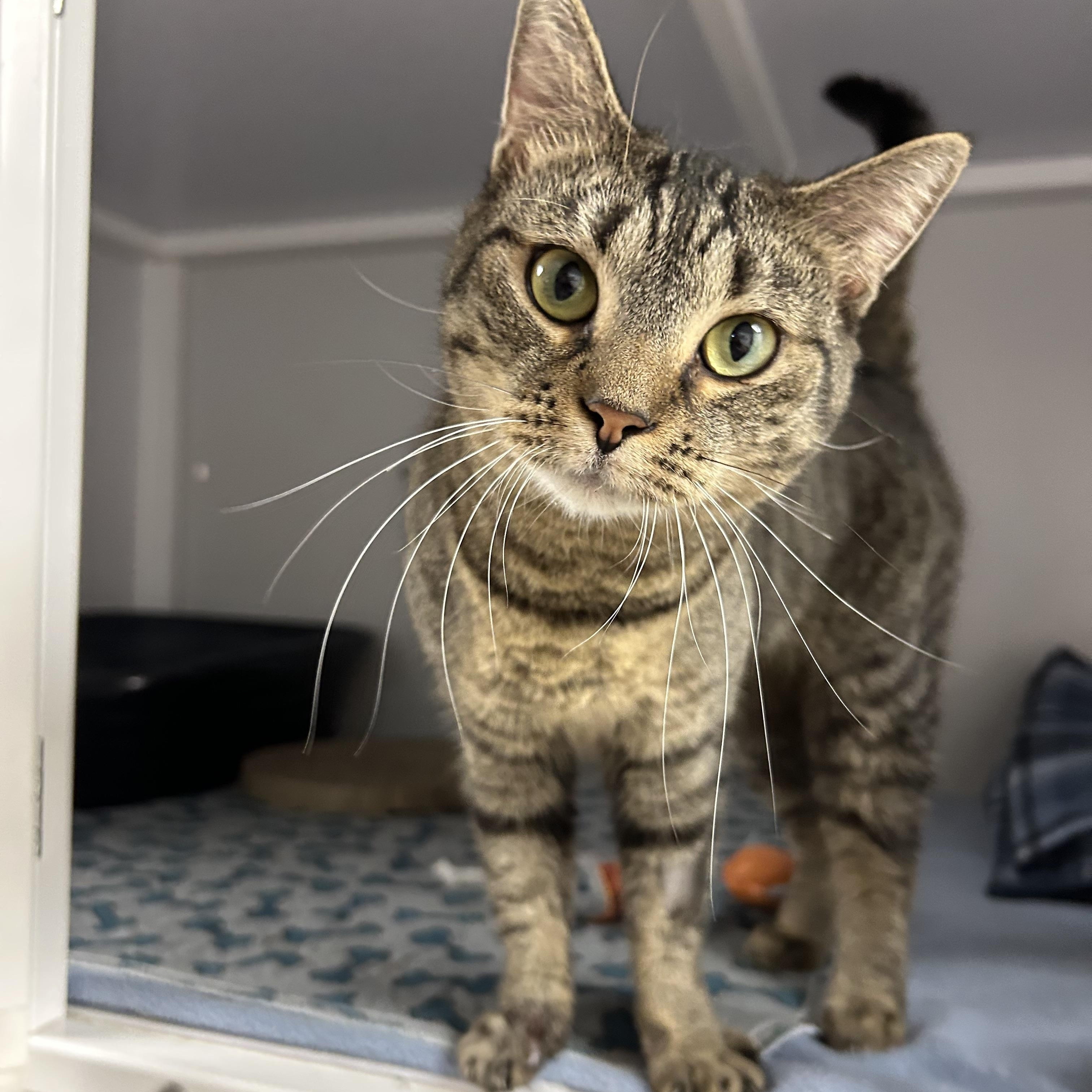 Azole, a Adoptable Domestic Short Hair in White Oak, PA image 3/6