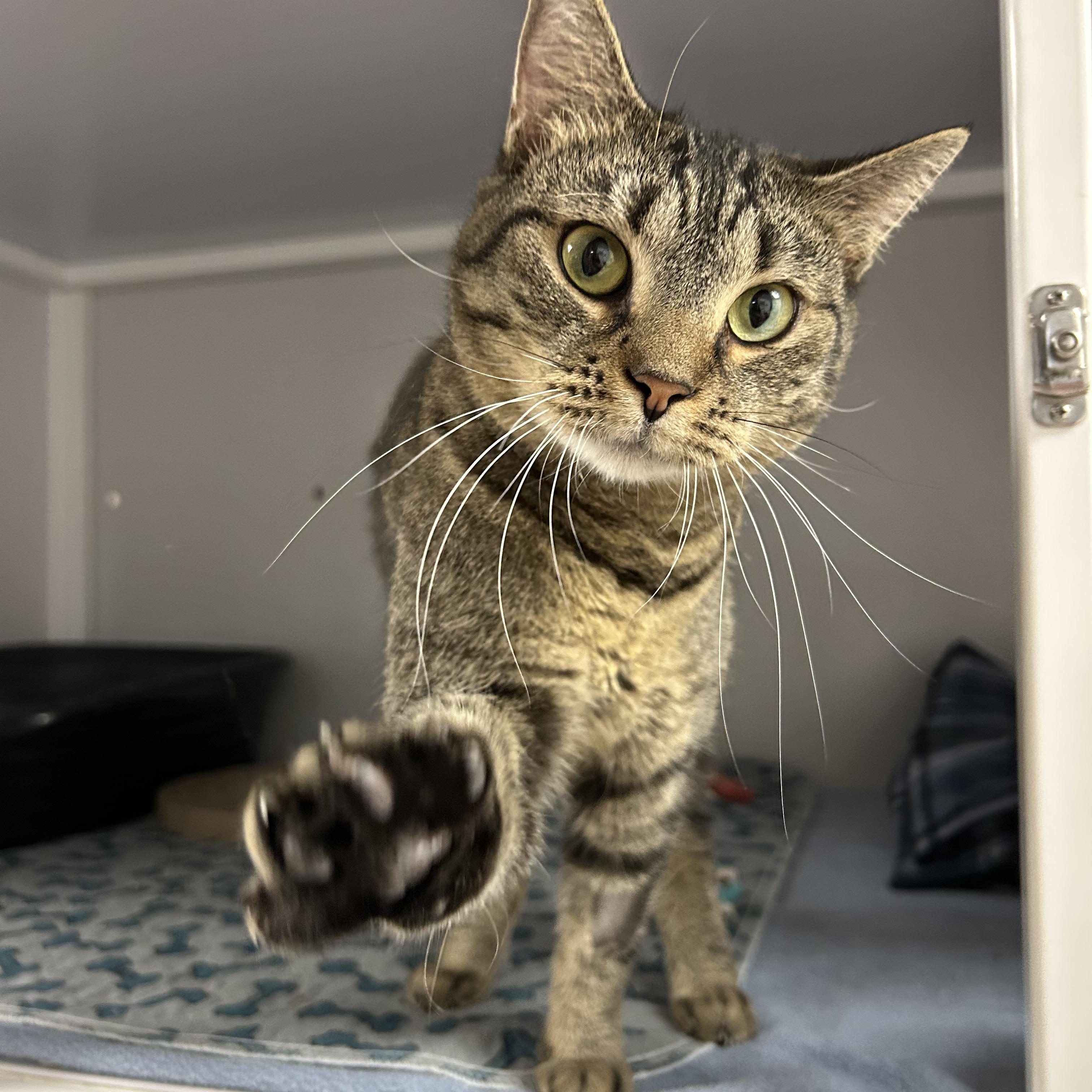 Azole, a Adoptable Domestic Short Hair in White Oak, PA image 4/6