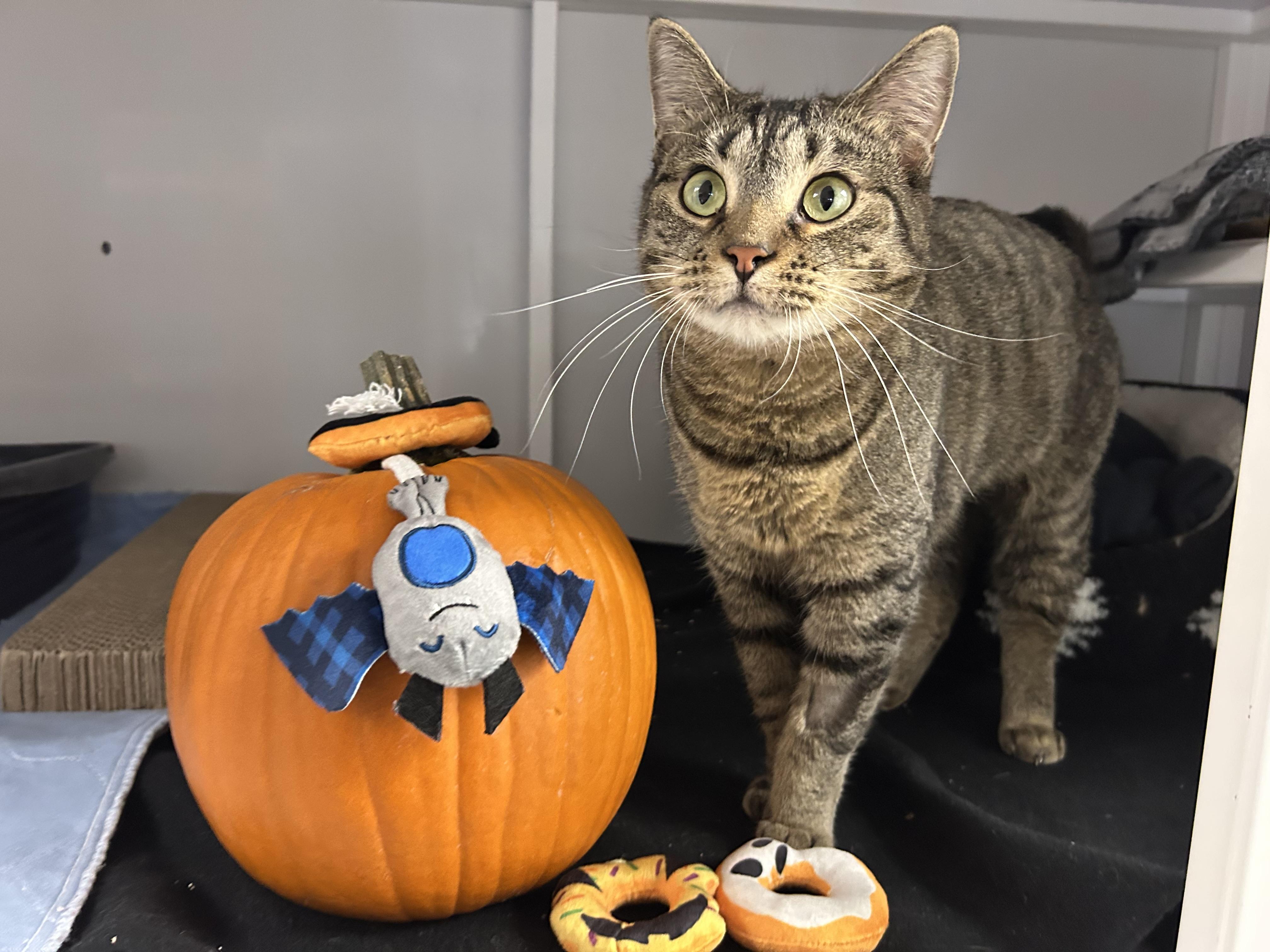 Azole, a Adoptable Domestic Short Hair in White Oak, PA image 5/6