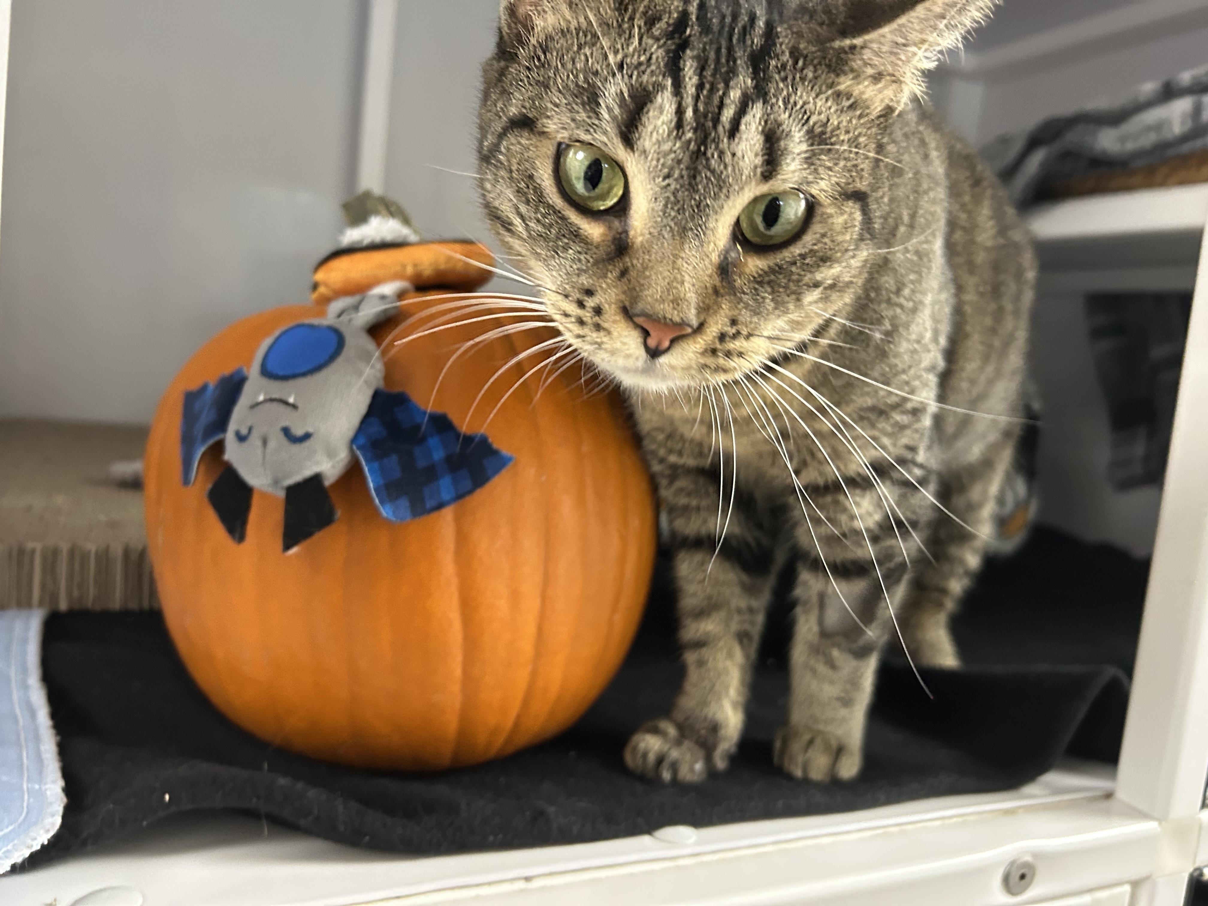 Azole, a Adoptable Domestic Short Hair in White Oak, PA image 6/6