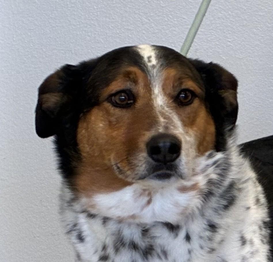 Enlarge Huck, a ADOPTABLE mixed breed in Sterling, CO image 1/3