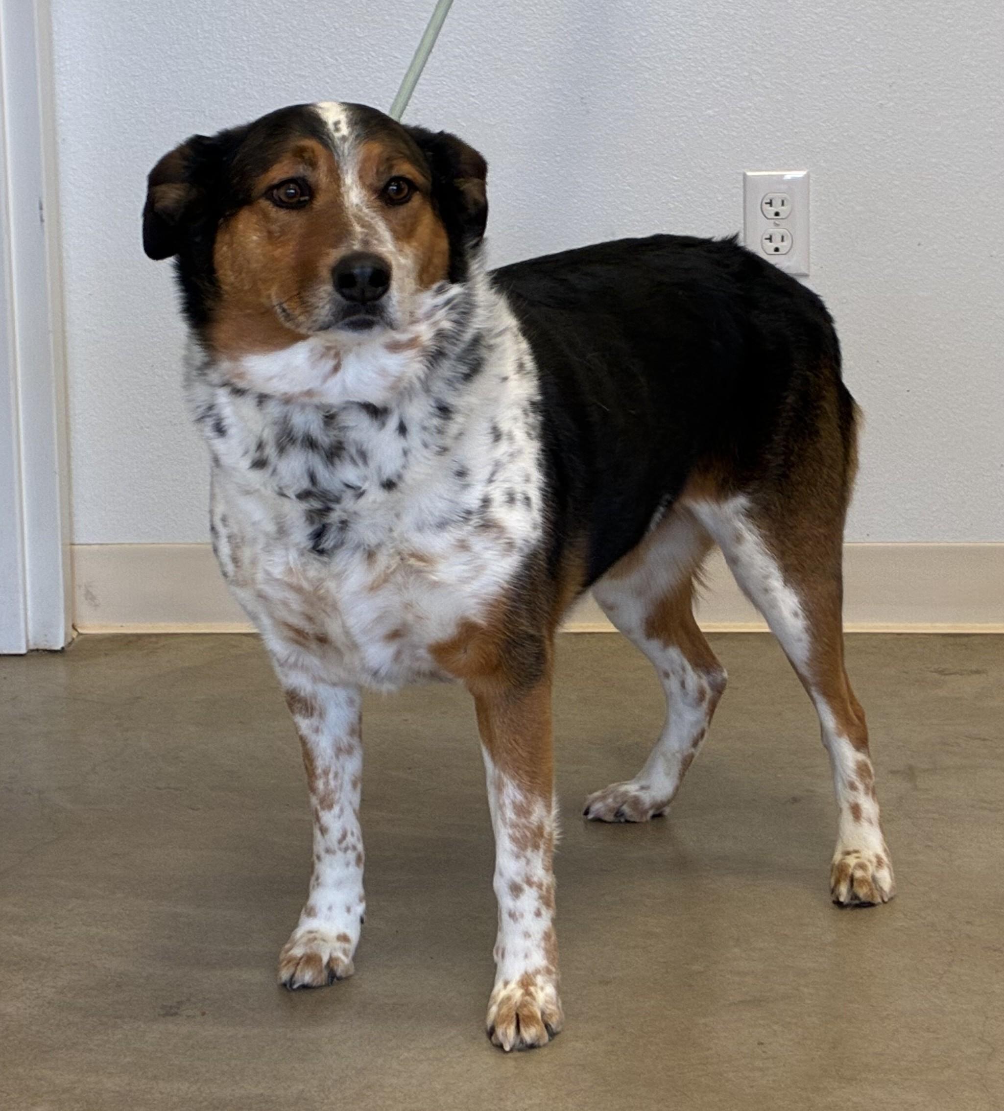 Enlarge Huck, a ADOPTABLE mixed breed in Sterling, CO image 2/3