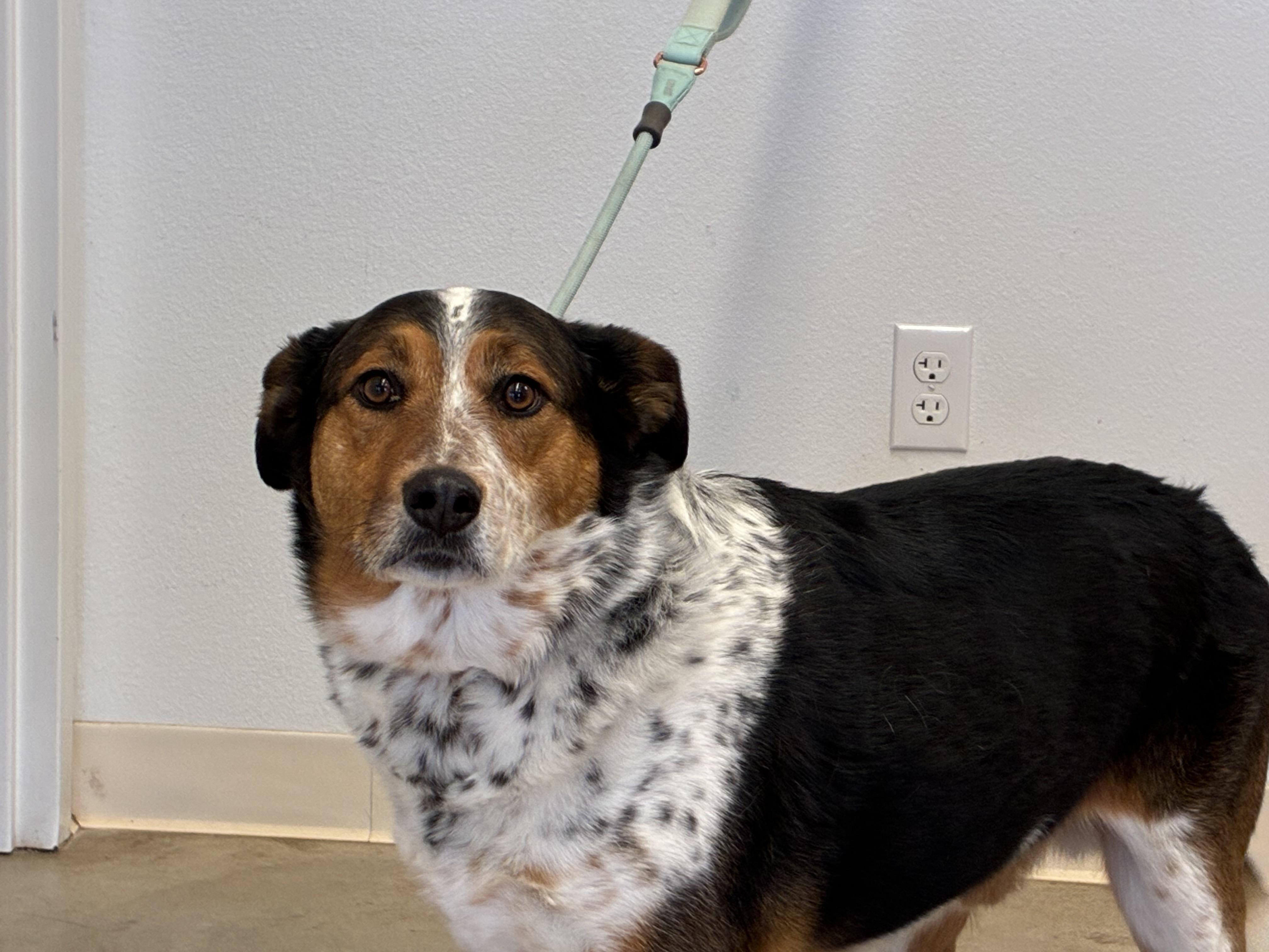 Enlarge Huck, a ADOPTABLE mixed breed in Sterling, CO image 3/3