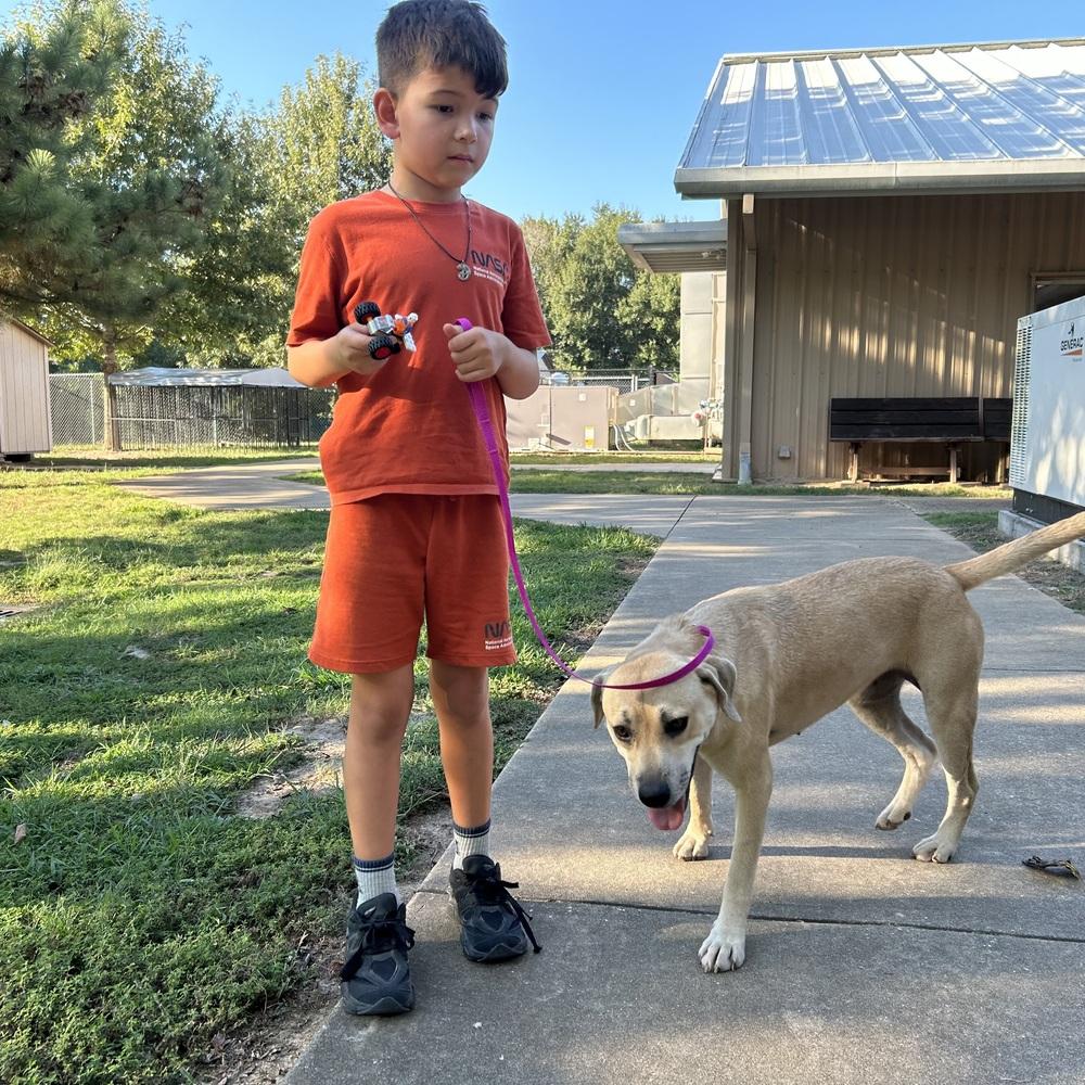 Dorantarte / Griff, Adoptable, Adult Female Labrador Retriever.