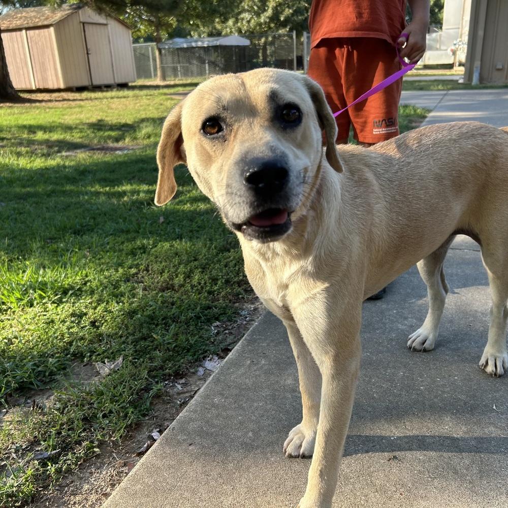 Enlarge Dorantarte / Griff, a Adoptable mixed breed in Broomfield, CO image 2/3
