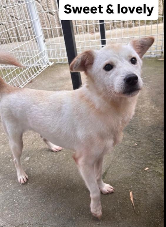 Enlarge BOKSHIL, a Adoptable Jindo in Long Island City, NY image 1/1