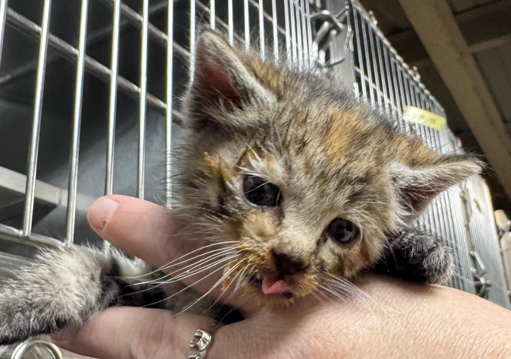 RaRa, Adoptable, Kitten Female Domestic Short Hair.
