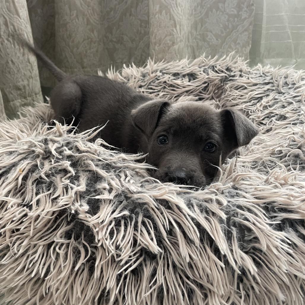 Enlarge Clyde, a Adoptable mixed breed in Cordova, TN image 1/6