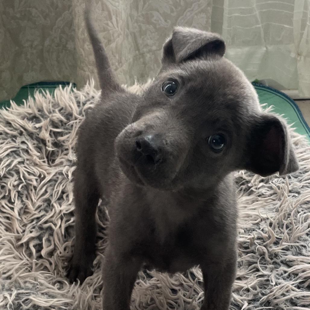 Enlarge Clyde, a Adoptable mixed breed in Cordova, TN image 3/6