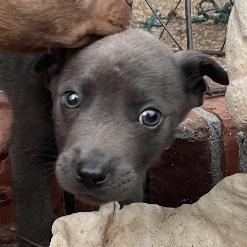 Enlarge Clyde, a Adoptable mixed breed in Cordova, TN image 4/6