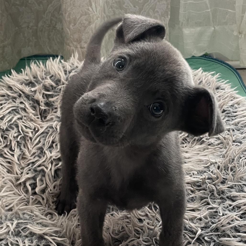 Enlarge Clyde, a Adoptable mixed breed in Cordova, TN image 5/6