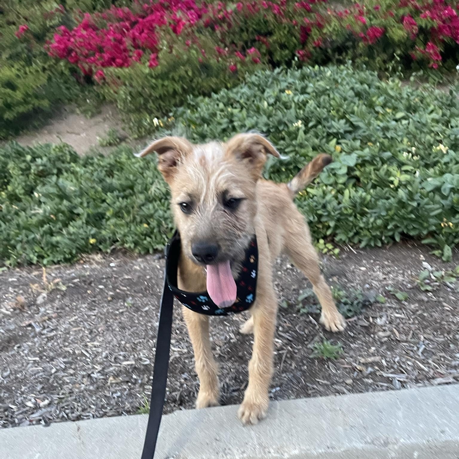 Enlarge Danny, a ADOPTABLE mixed breed in San Diego , CA image 4/6