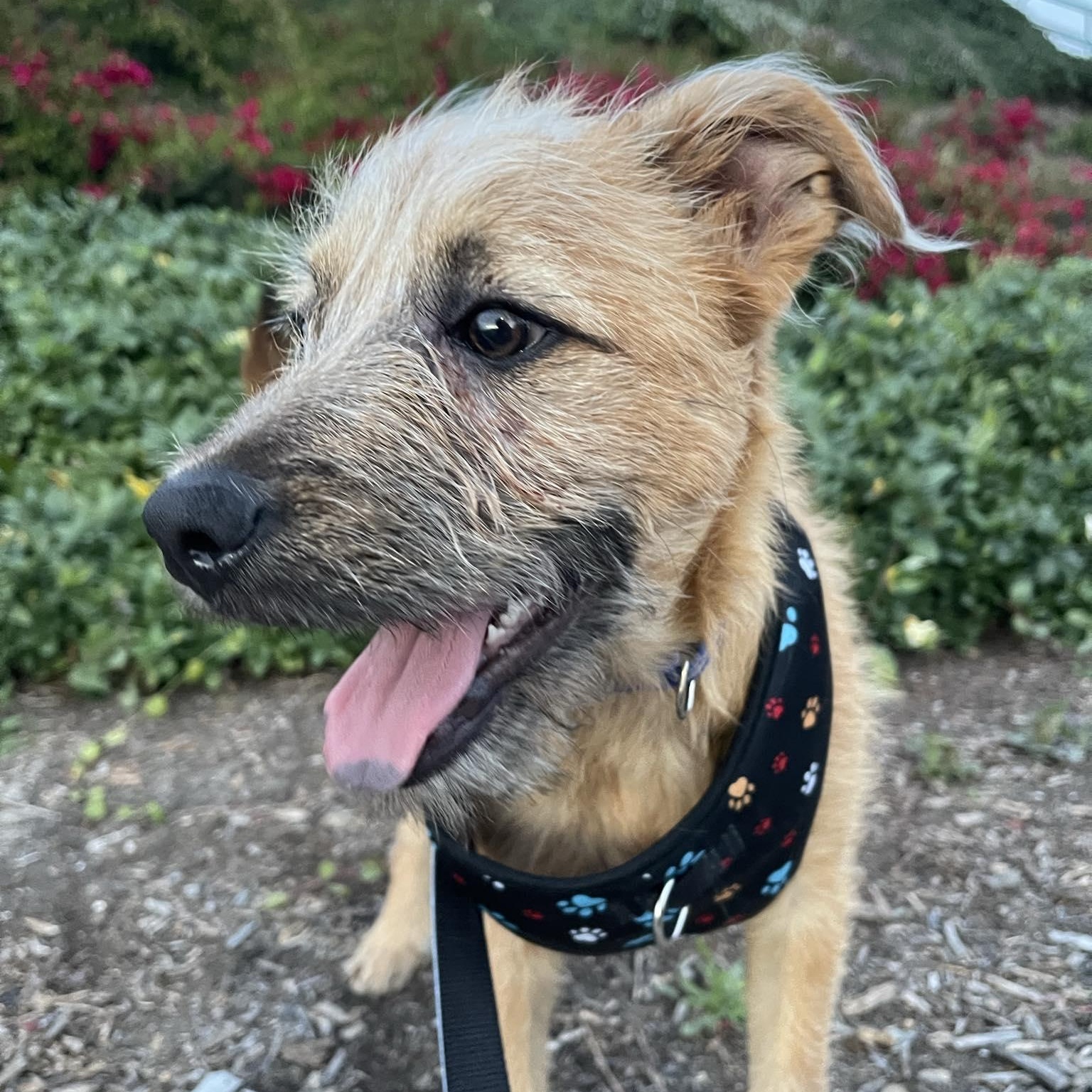 Enlarge Danny, a ADOPTABLE mixed breed in San Diego , CA image 3/6