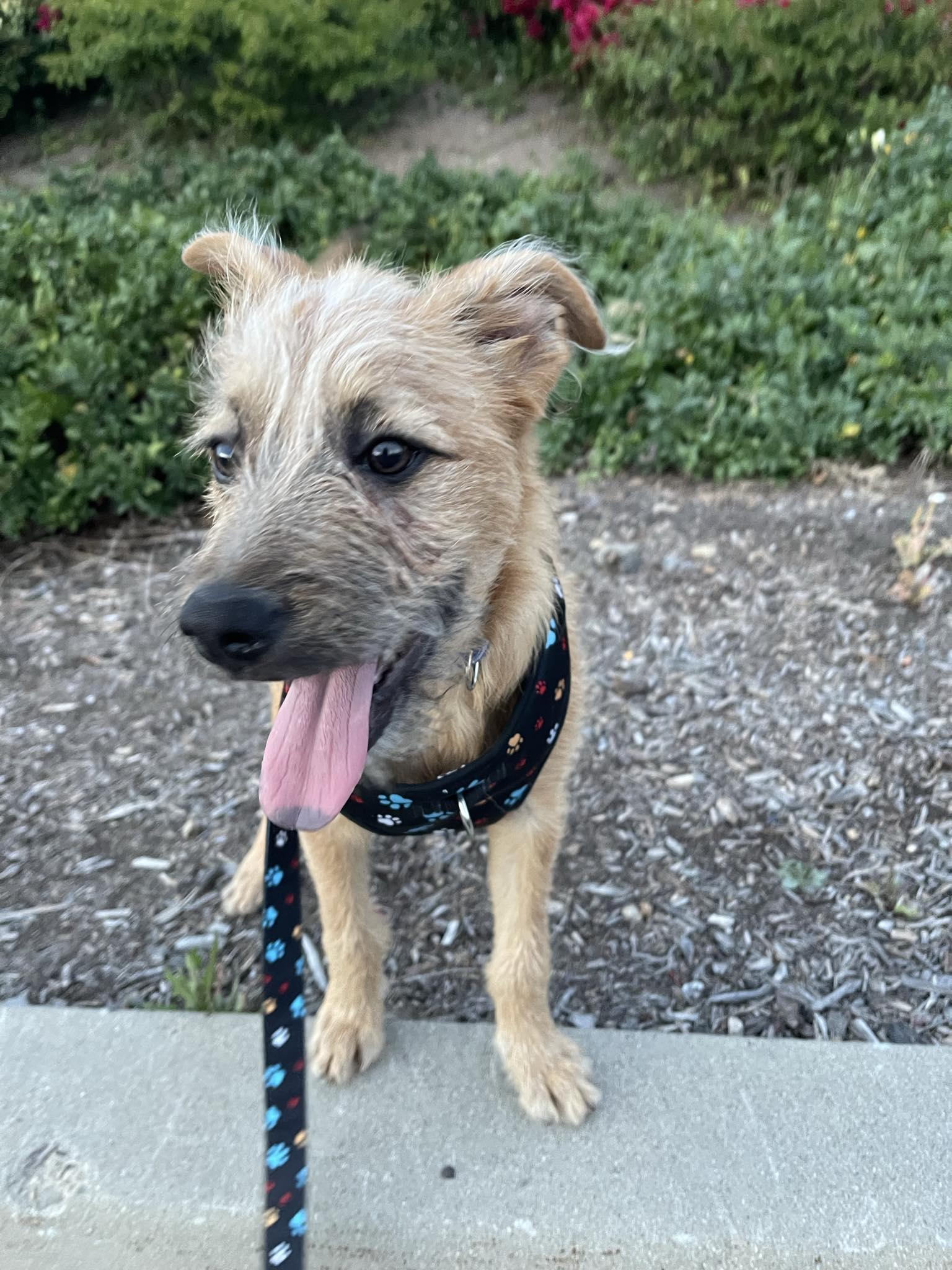Danny, ADOPTABLE, Puppy Male Terrier & Maltese.