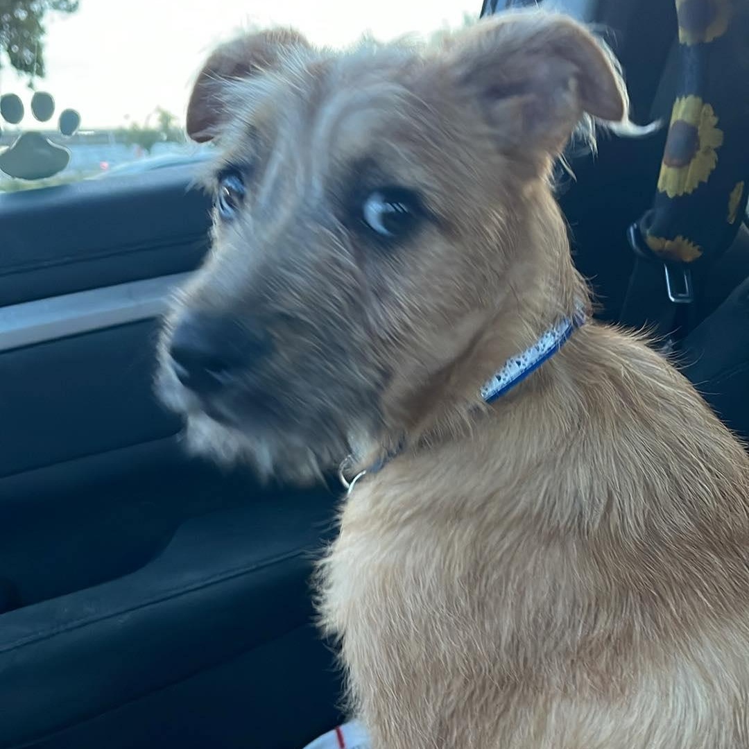 Enlarge Danny, a ADOPTABLE mixed breed in San Diego , CA image 5/6