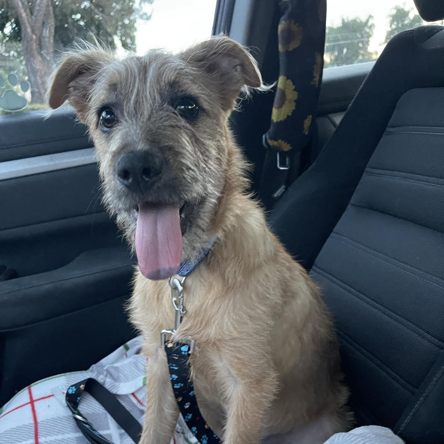 Enlarge Danny, a ADOPTABLE mixed breed in San Diego , CA image 6/6