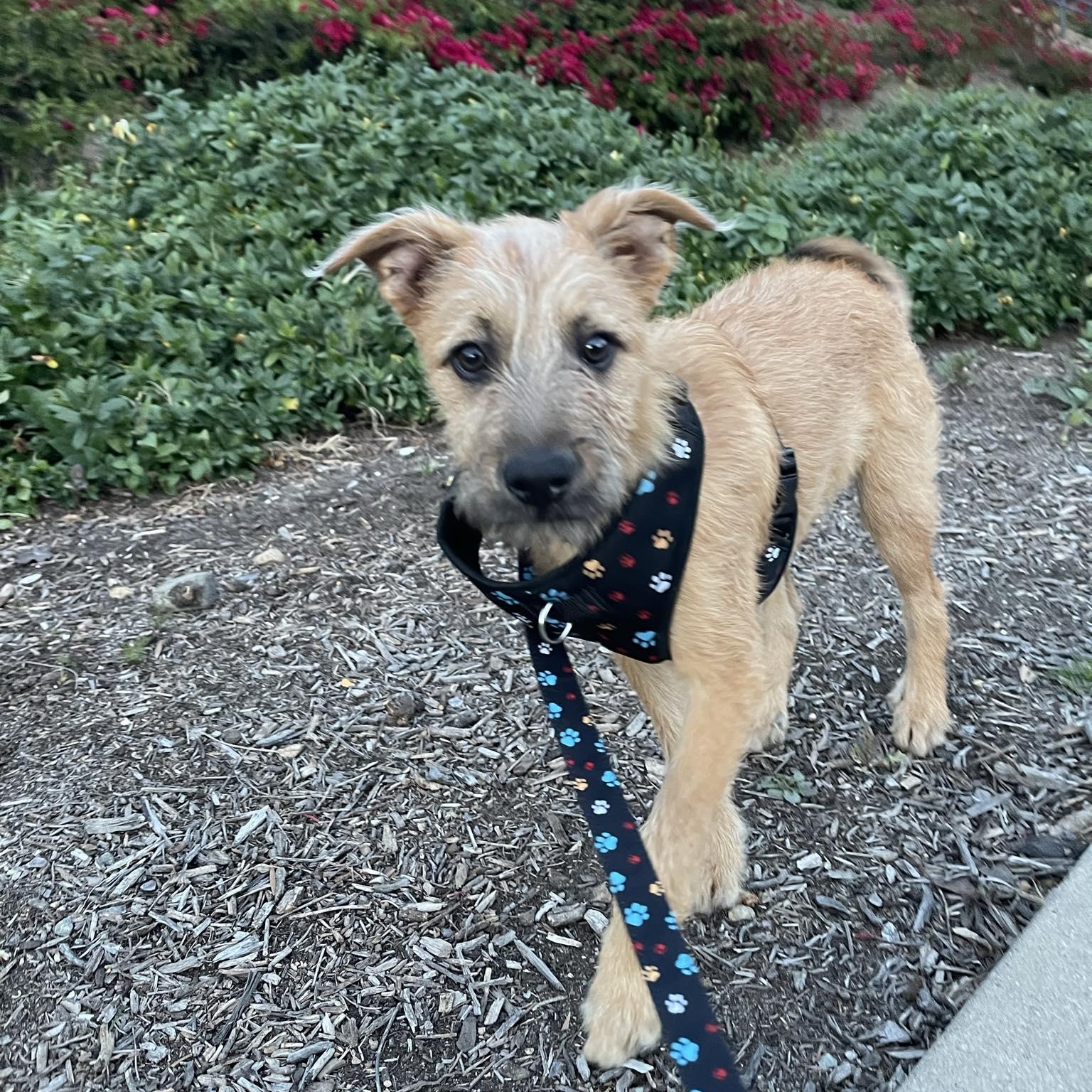 Enlarge Danny, a ADOPTABLE mixed breed in San Diego , CA image 2/6