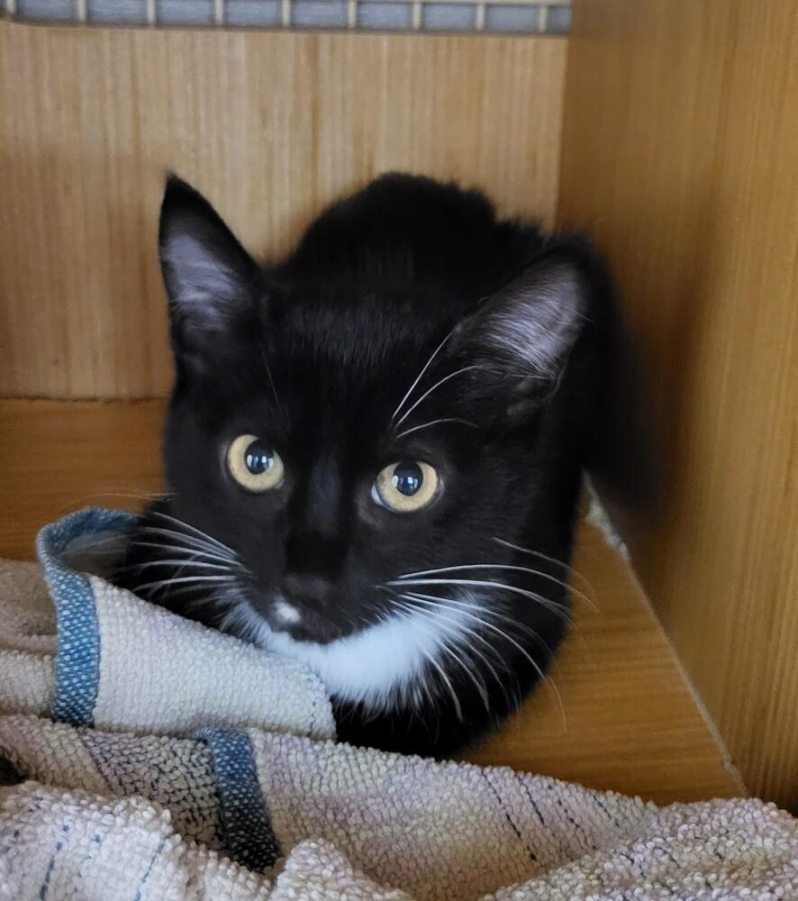 Enlarge LYCHEE, a Adoptable Domestic Short Hair in Thornton, CO image 1/1