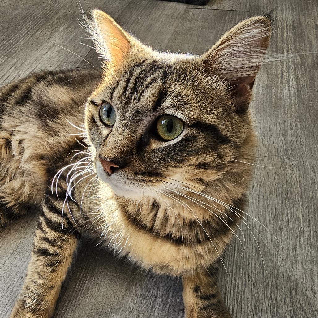 Michael Myers AKA Mike 25-131, Adoptable, Adult Male Domestic Medium Hair.