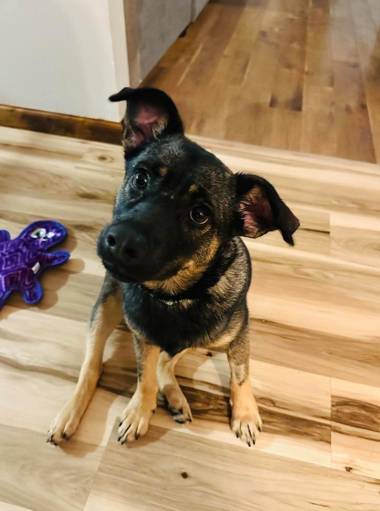 Cayenne, Adoptable, Puppy Female German Shepherd Dog.