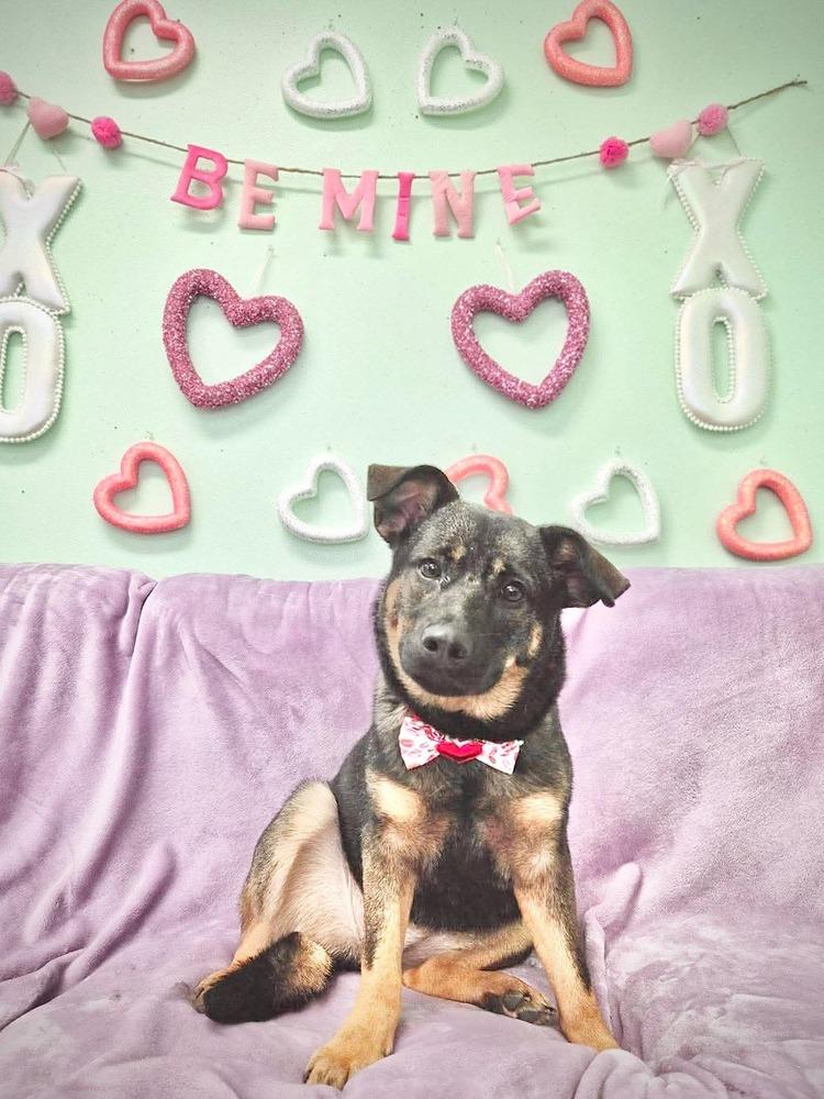 Enlarge Cayenne, a Adoptable mixed breed in Alden, NY image 1/3