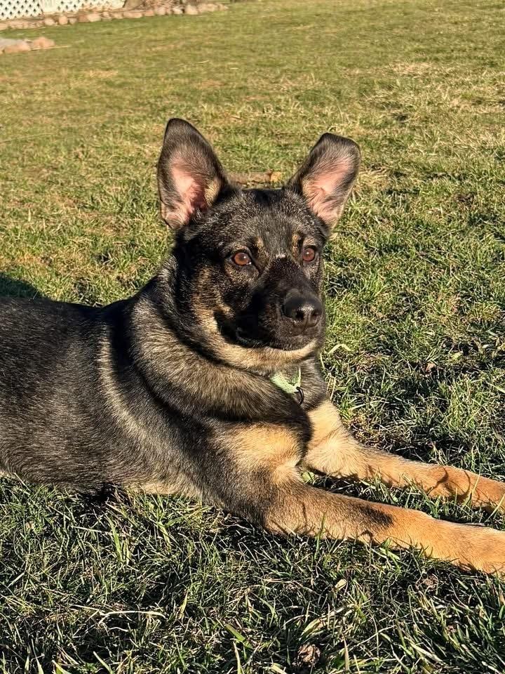 Cayenne — thumbnail 3